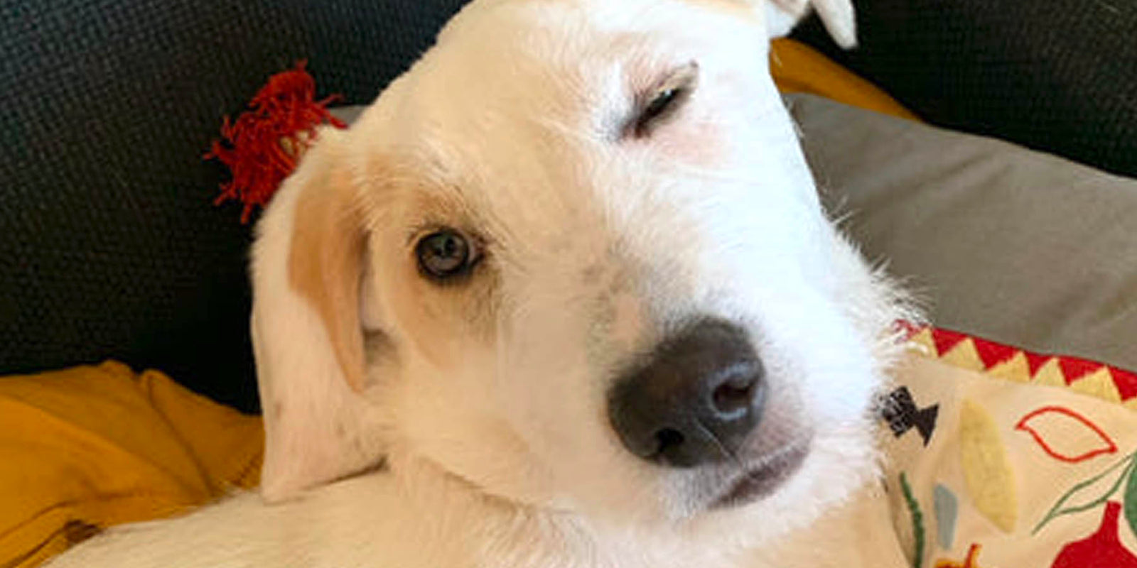 Ein Blog über einen Strassenhund der das Glück fand.