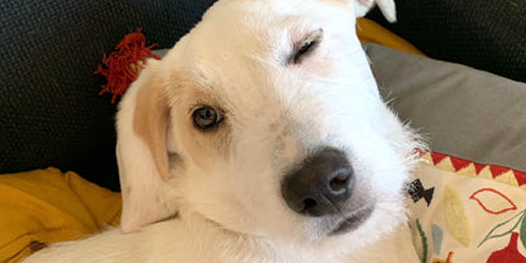 Ein Blog über einen Strassenhund der das Glück fand. 