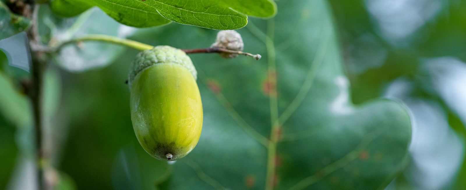 Was sollte der Hund draussen nicht zu sich nehmen?