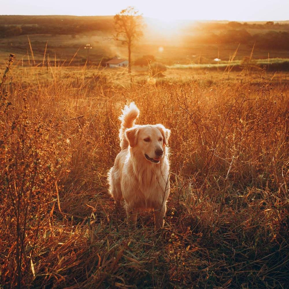 Ernährung Golden Retriever