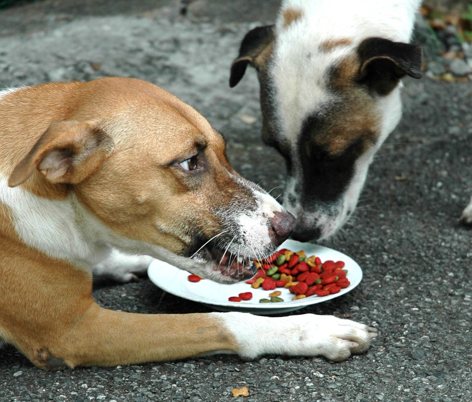 Was ist Futterneid bei Hunden genau und was kann man dagegen tun?