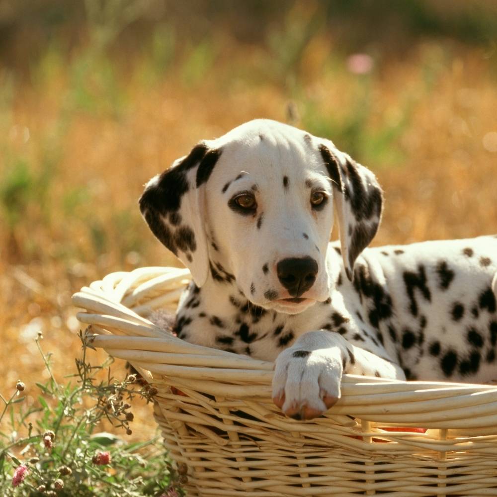 Gesunde Ernährung für Dalmatiner