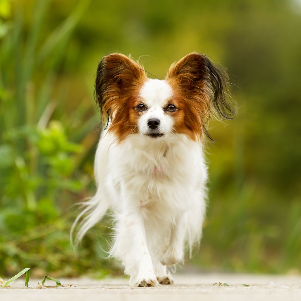 Hundefutter ohne Getreide: Für eine gute Verdauung