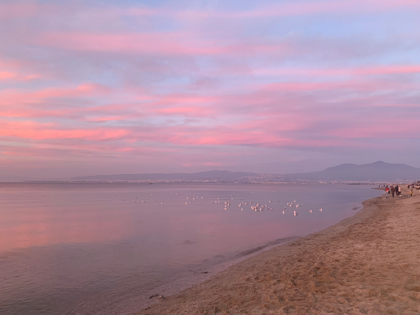 Der kleine Grieche Sirius (links) mit seinem Bruder Yuki (im Hintergrund Balou, der Dritte im Bunde), vor dem Abflug in Thessaloniki.