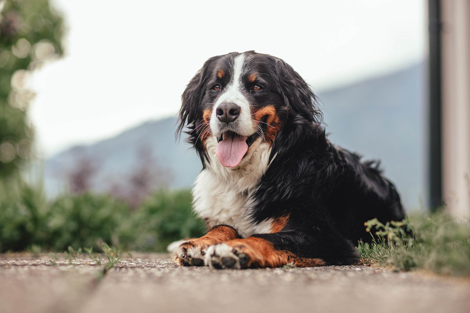 berner sennenhund liegend