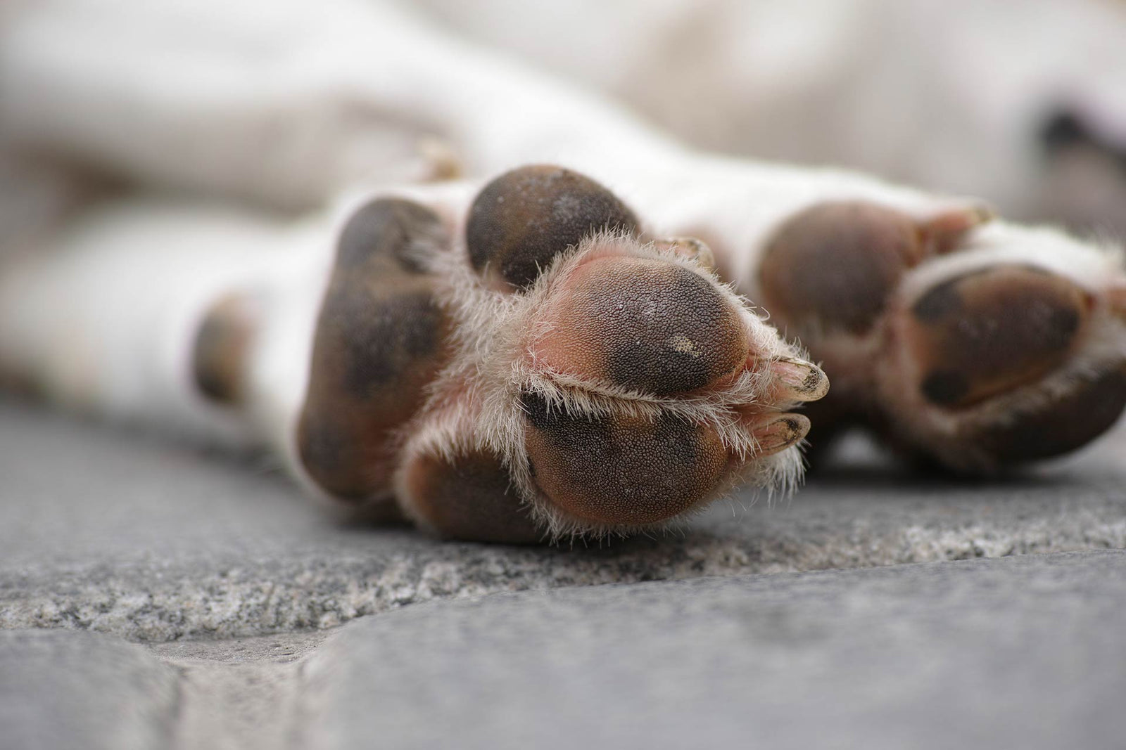 dein hund kratzt sich immer