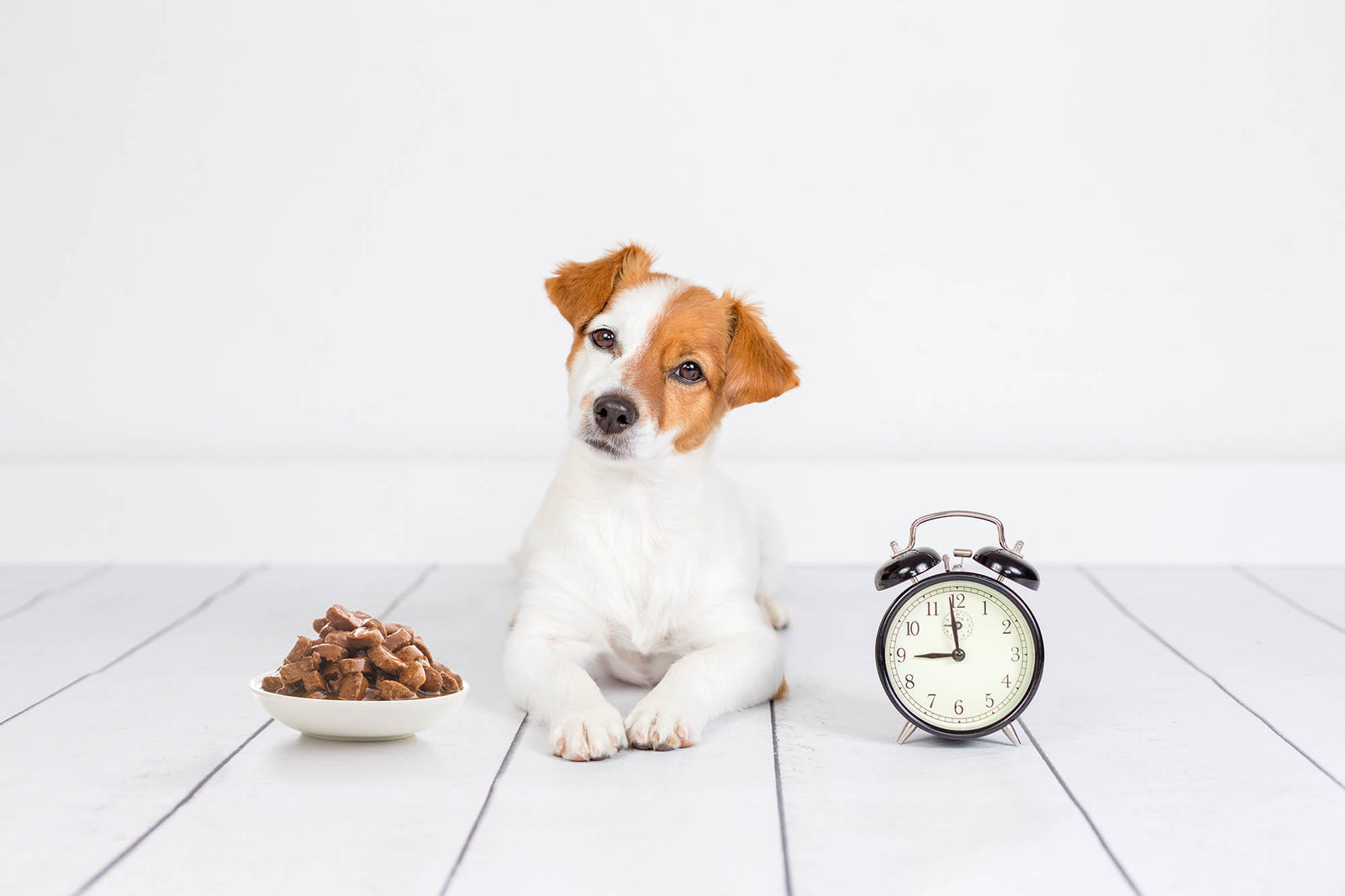 Warum feste Fütterungszeiten (Hundefutter) so wichtig sind