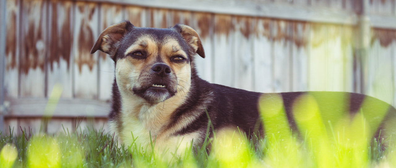 Grasmilben beim Hund