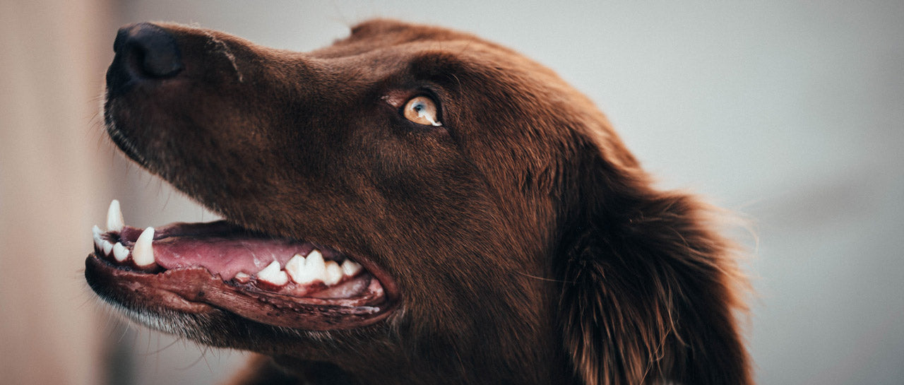 Zahnpflege beim Hund