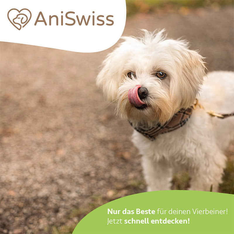 kleiner Hund die süsse Penny von Sarah