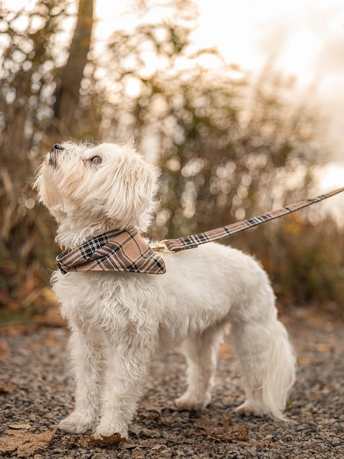 AniSwiss Hundefutter mit Penny aufschauend