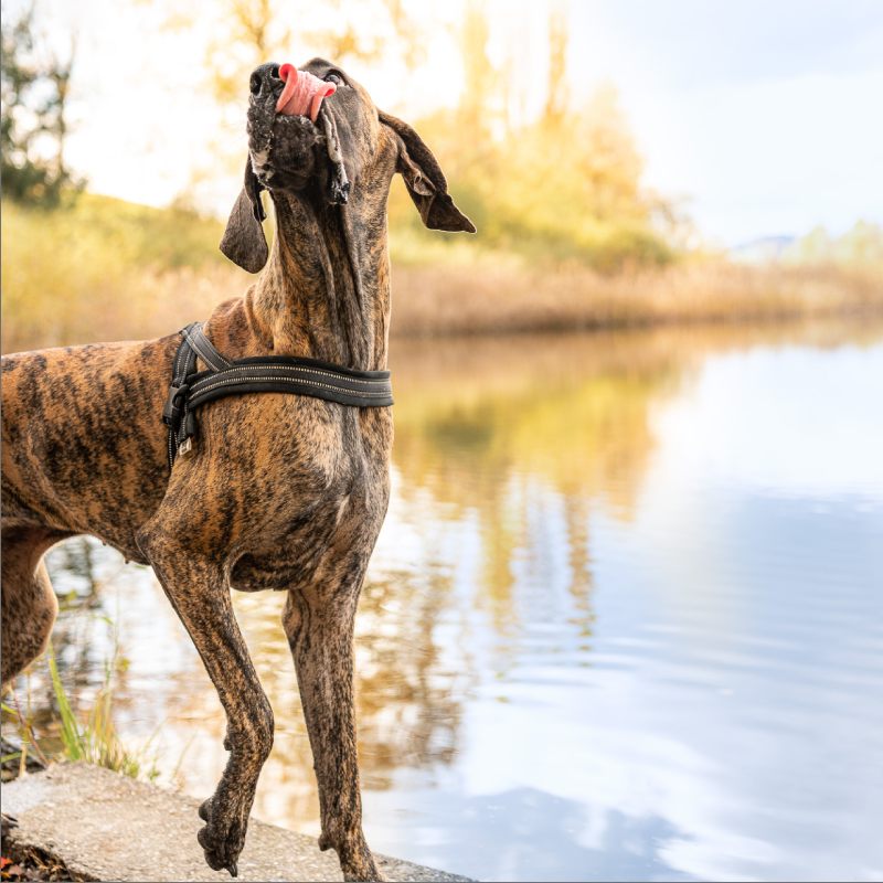 Hund spielt am Wasser
