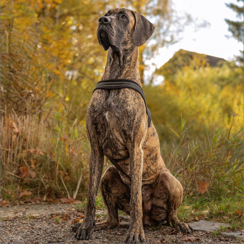 Hund sitzt schöne Dogge