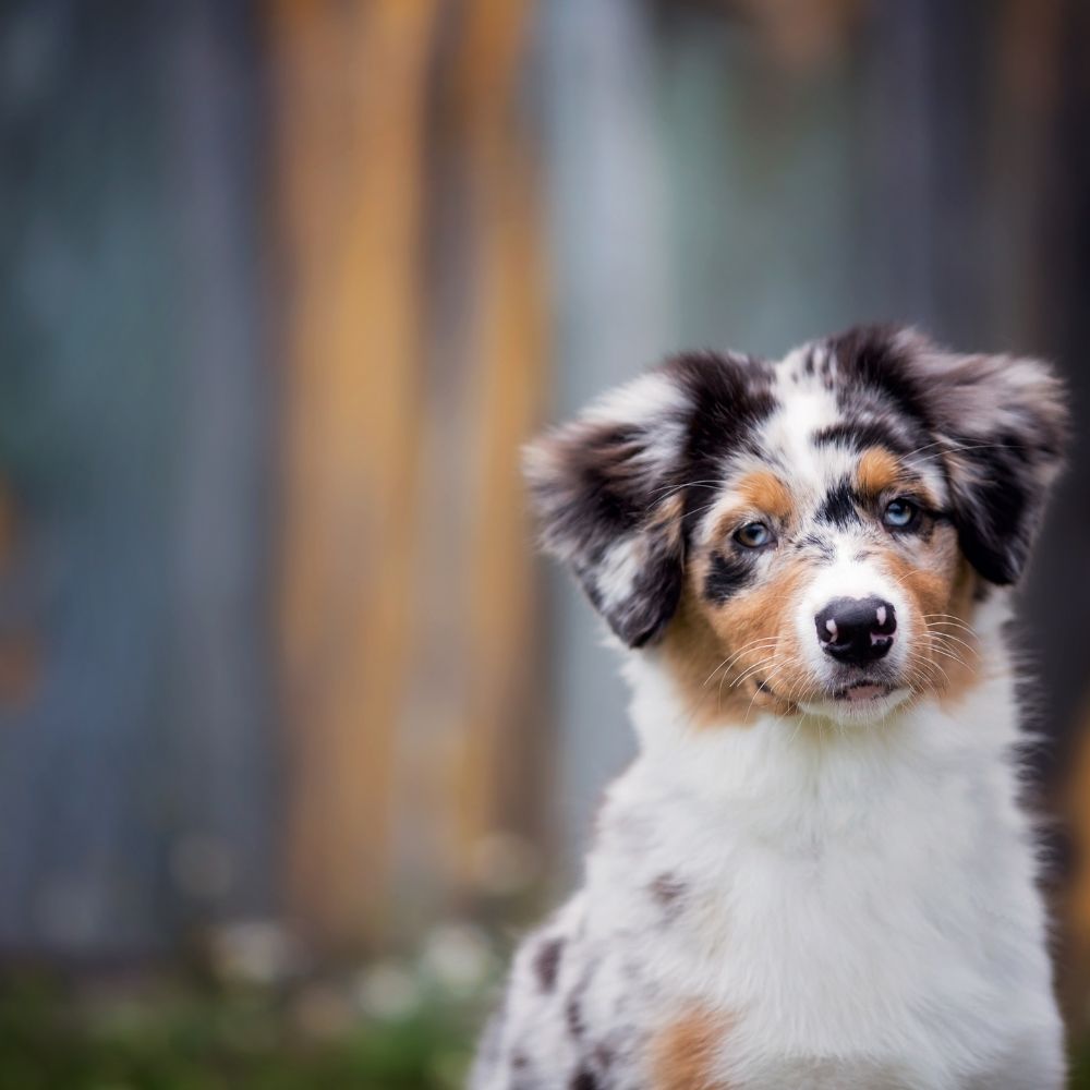 Diabetes beim Hund - Symptome, Ursachen und Behandlung