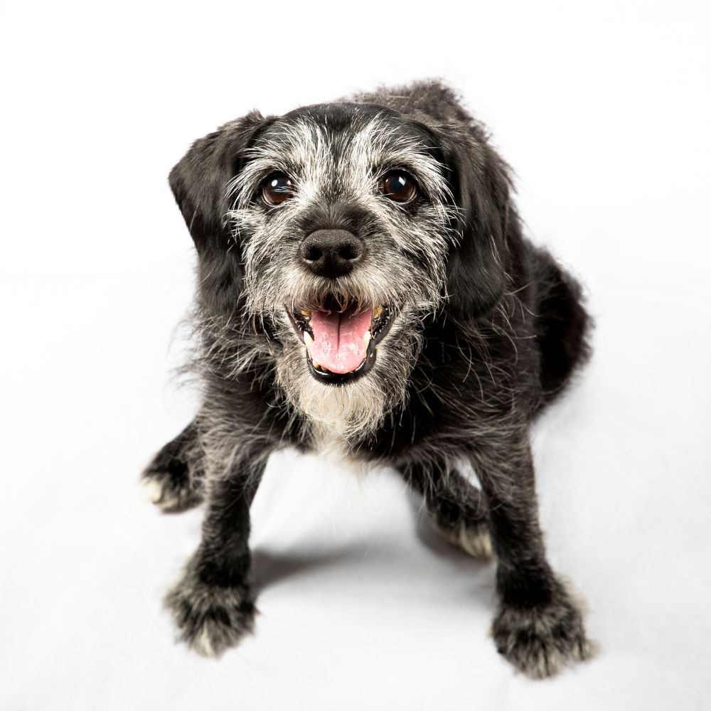 Die richtige Ernährung für Hundeseniors- darauf musst du achten