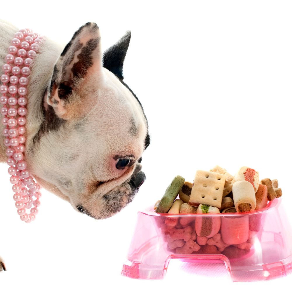 Die richtige Ernährung für französische Bulldoggen