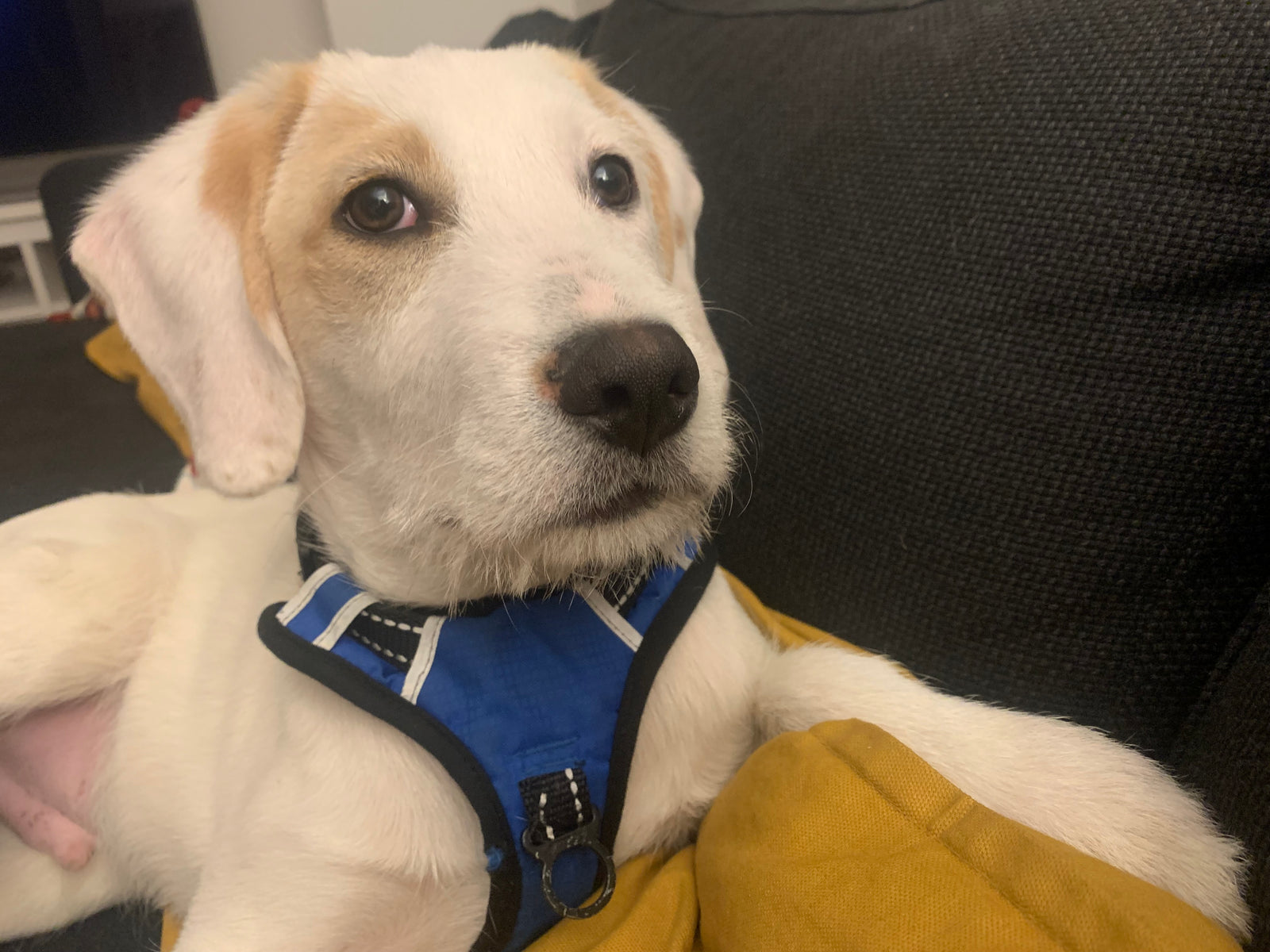 Reizarme Welpenzeit - ein Nachteil?