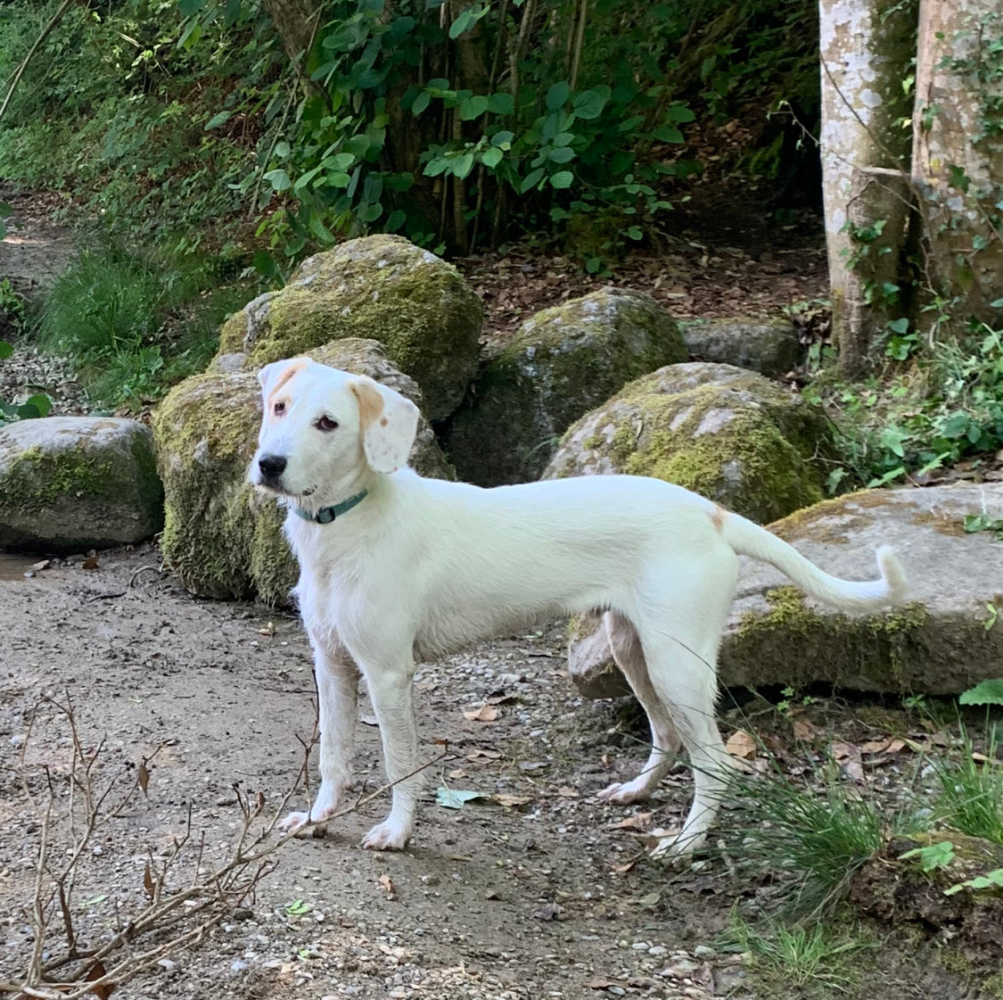 Sirius, griechischer Strassenhund