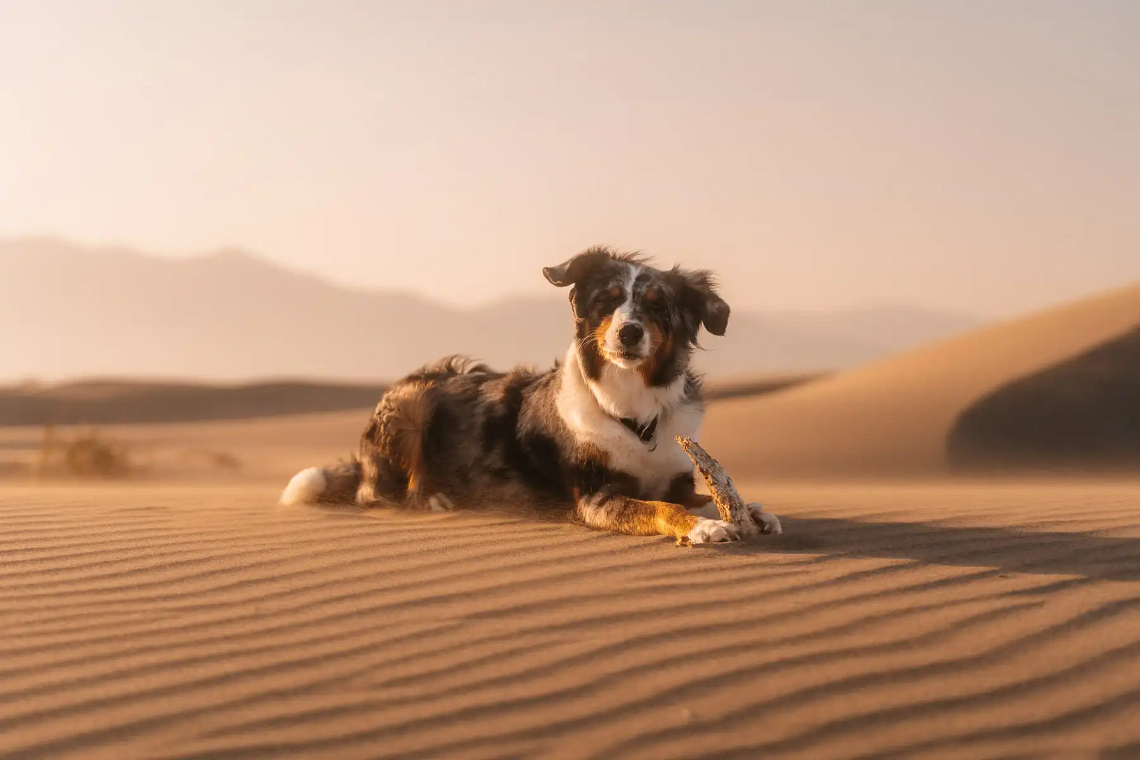 Mit Hund in der Türkei - Linus in der Wüste | Patara Sand Dünen