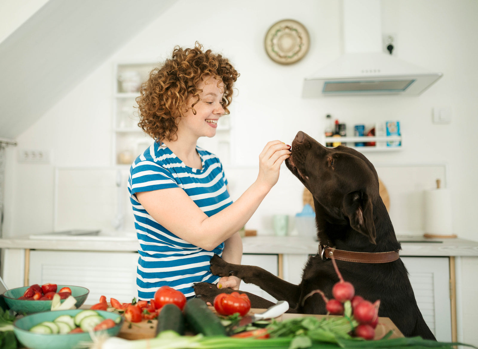 Snacks für eine gesunde nachhalte Hundenahrung