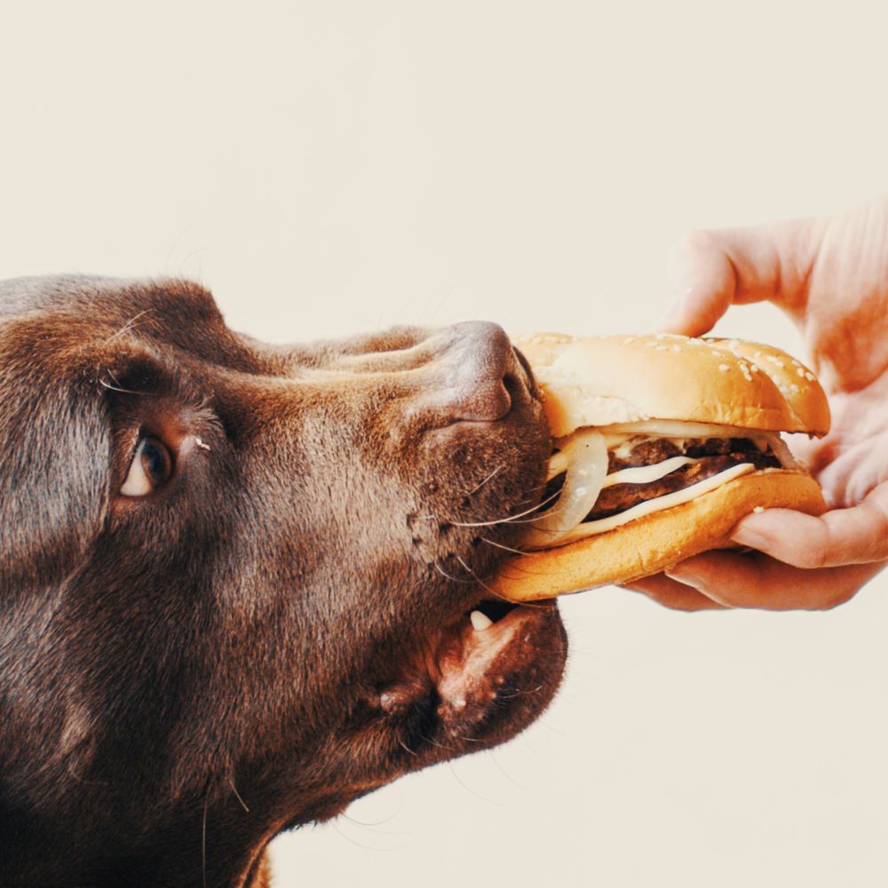Was Hunde nicht essen sollten