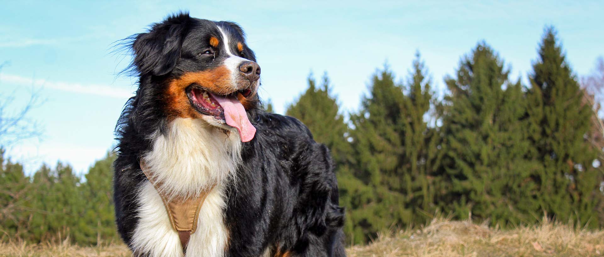 Maglietta La Vita è Migliore Con Un Cane Bovaro Del Bernese - Cotone E Poliestere - Foto 5