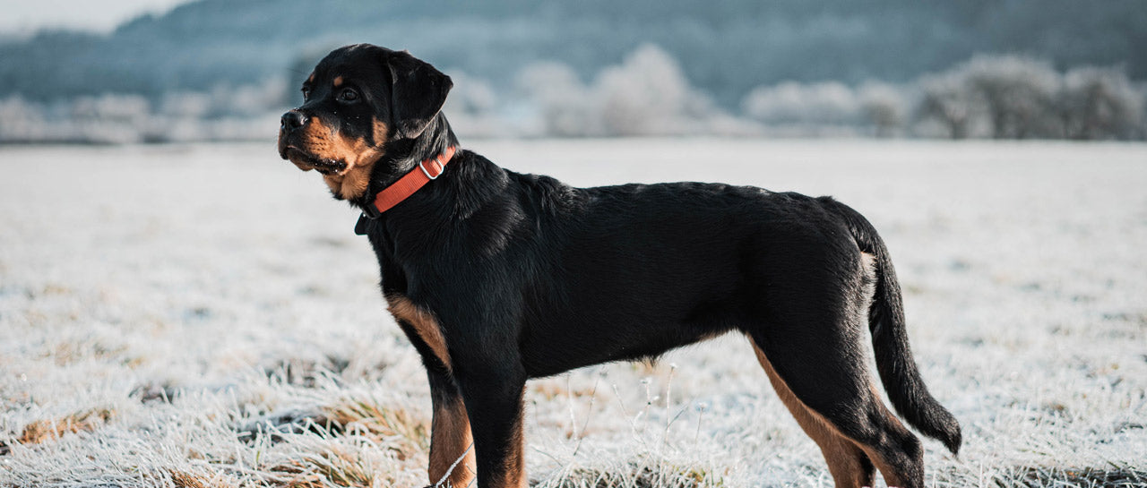 Die richtige Rottweiler Ernährung für ein gesundes Leben - AniSwiss