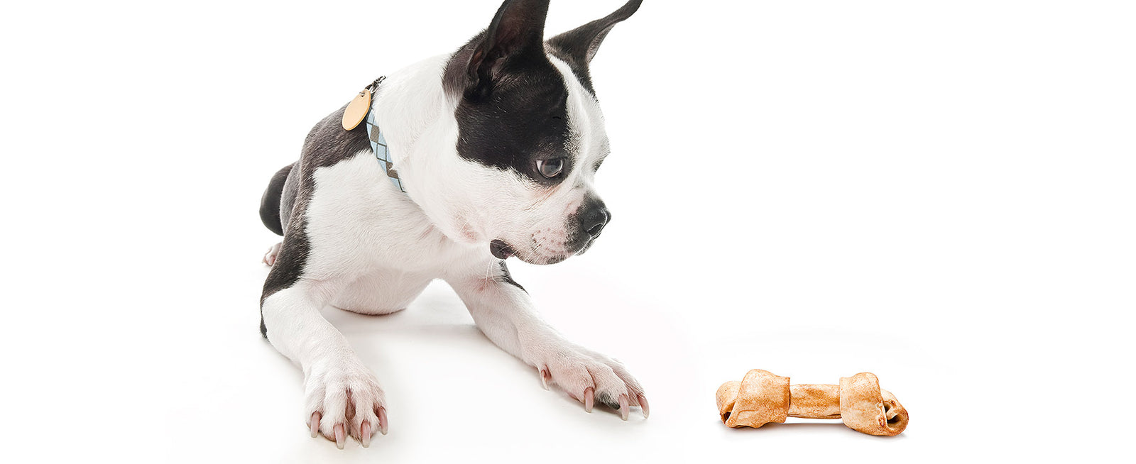 Vorurteile bei der Ernährung von Hunden