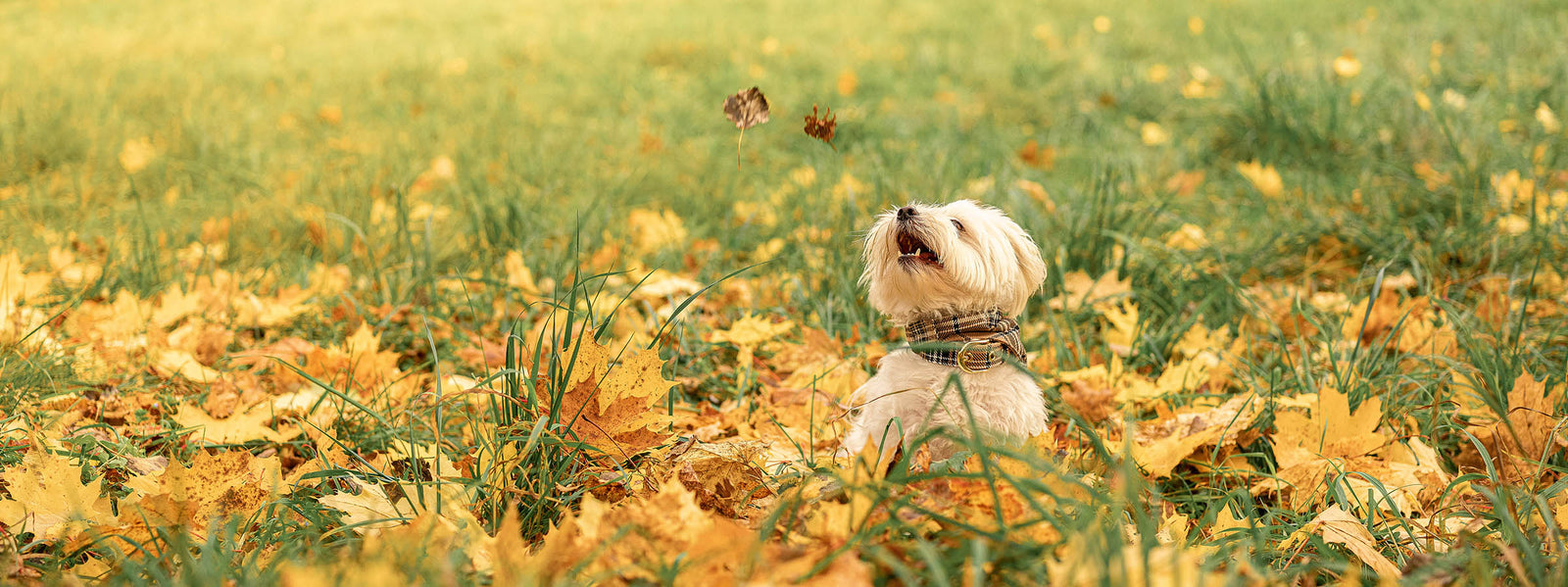 AniSwiss Hundefutter Banner mit Penny im Herbst