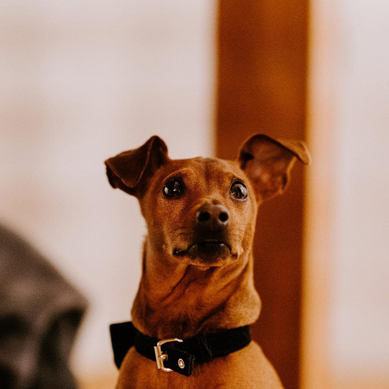 Hund Glutenunverträglichkeit