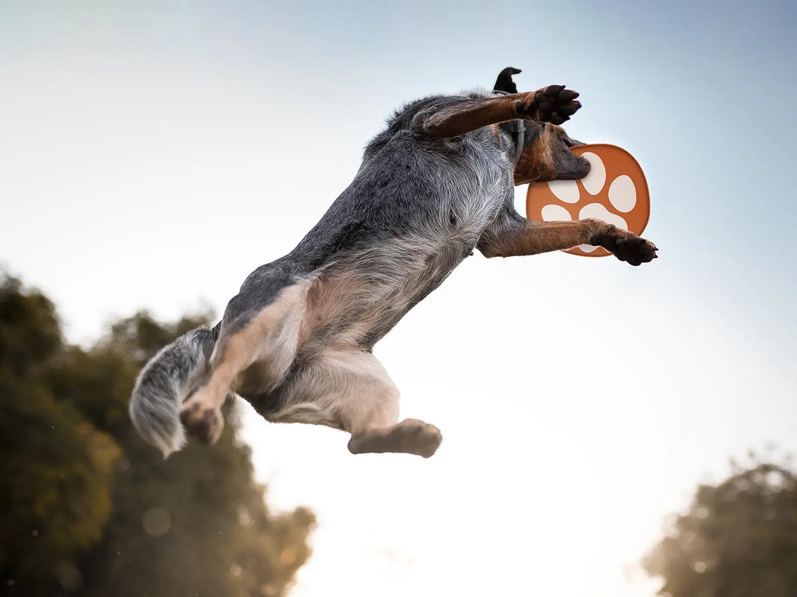 springender Hund mit AniSwiss Frisbee