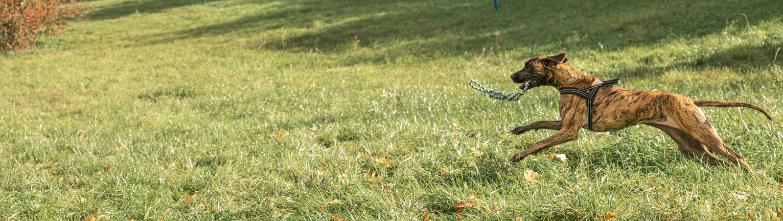 AniSwiss vitale sportliche Dogge